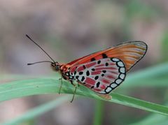 Acraea acrita