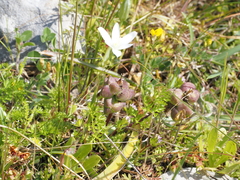 Bellevalia hyacinthoides