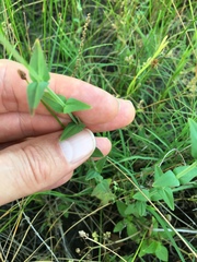 Hypericum gymnanthum