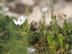 Bellevalia hyacinthoides