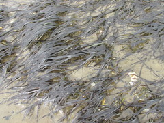 Zostera muelleri