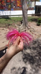 Pseudobombax ellipticum