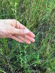 Hypericum gymnanthum