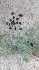 Lomatium mohavense