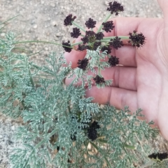 Lomatium mohavense