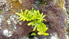 Polypodium macaronesicum azoricum
