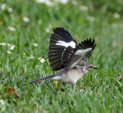 Mimus polyglottos image