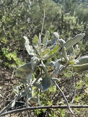 Eriodictyon tomentosum