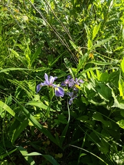 Iris versicolor