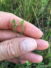 Hypericum gymnanthum