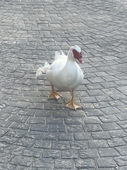 Cairina moschata domestica