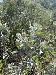 Eriodictyon tomentosum