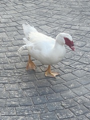 Cairina moschata domestica