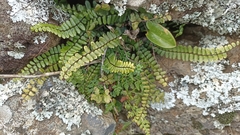 Asplenium azoricum