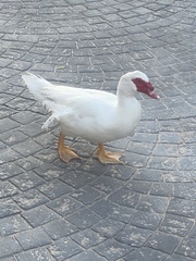 Cairina moschata domestica