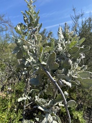 Eriodictyon tomentosum