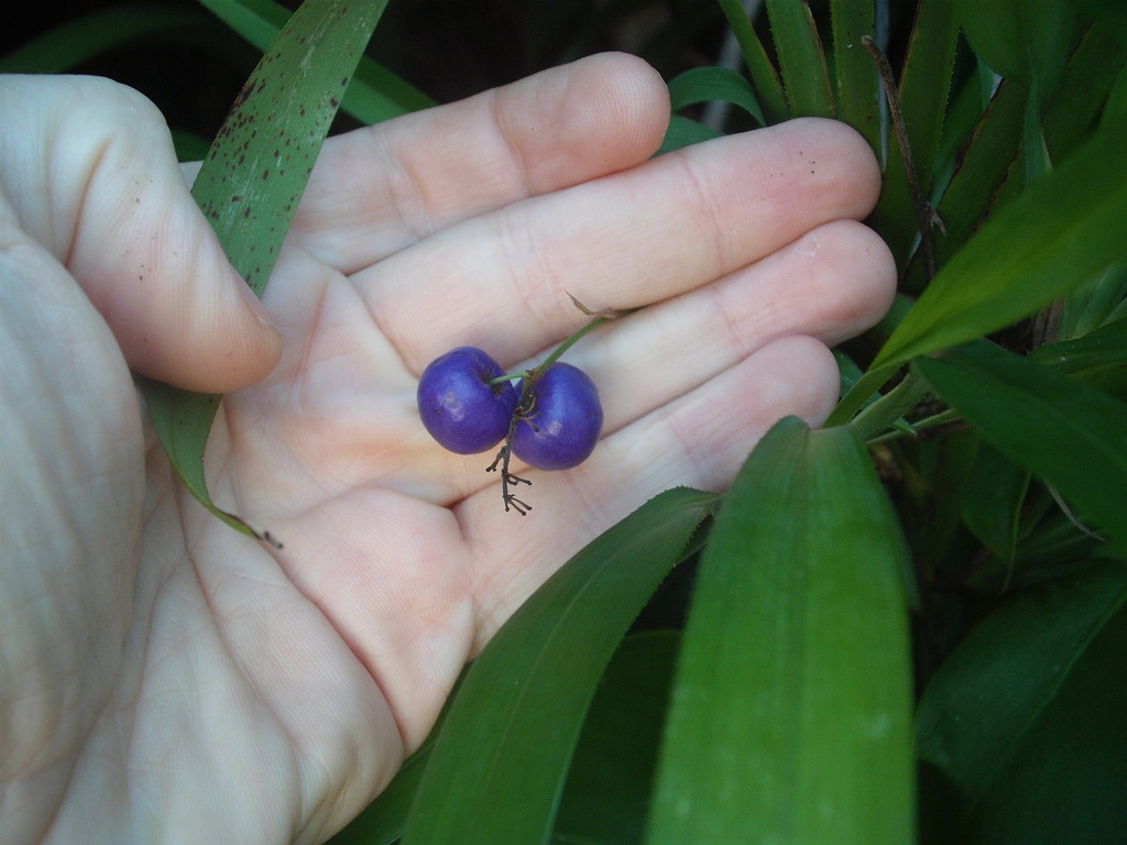 Dianella bambusifolia