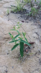 Euphorbia curtisii