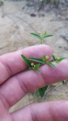 Euphorbia curtisii