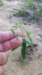 Euphorbia curtisii