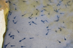 Bufotes viridis sitibundus
