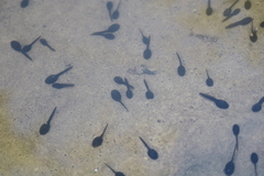 Bufotes viridis sitibundus