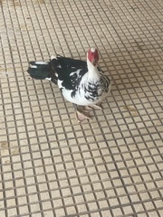 Cairina moschata domestica