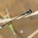 Tiny Forktail - Photo (c) Cameron Eckert, some rights reserved (CC BY-NC), uploaded by Cameron Eckert