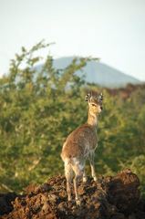 Oreotragus oreotragus