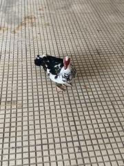 Cairina moschata domestica