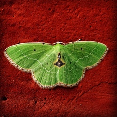 Nemoria lixaria