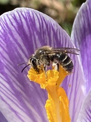 Andrena bradleyi