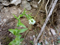 Pseudoturritis turrita