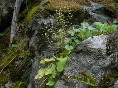 Micranthes idahoensis