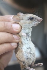 Peromyscus labecula