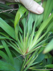 Dianella bambusifolia