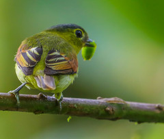 Pachyramphus versicolor