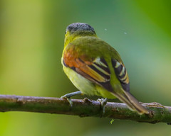 Pachyramphus versicolor