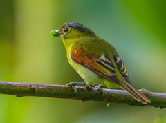 Pachyramphus versicolor