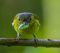 Pachyramphus versicolor
