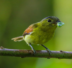 Pachyramphus versicolor