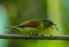 Pachyramphus versicolor