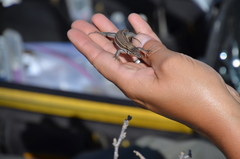 Aspidoscelis hyperythrus beldingi