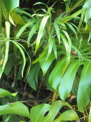 Dianella bambusifolia