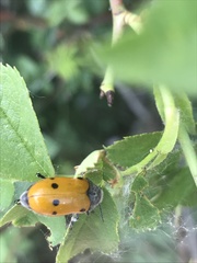Lachnaia sexpunctata