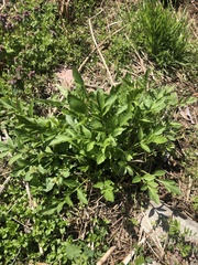 Asteraceae