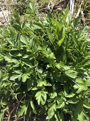 Asteraceae