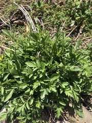 Asteraceae