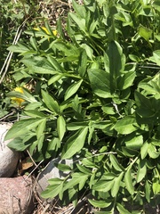 Asteraceae