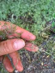 Trepocarpus aethusae